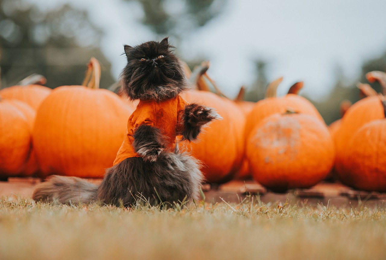 Pet Products